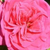 Rosa - Rosas Grandiflora - Floribunda  - Sidney Peabody
